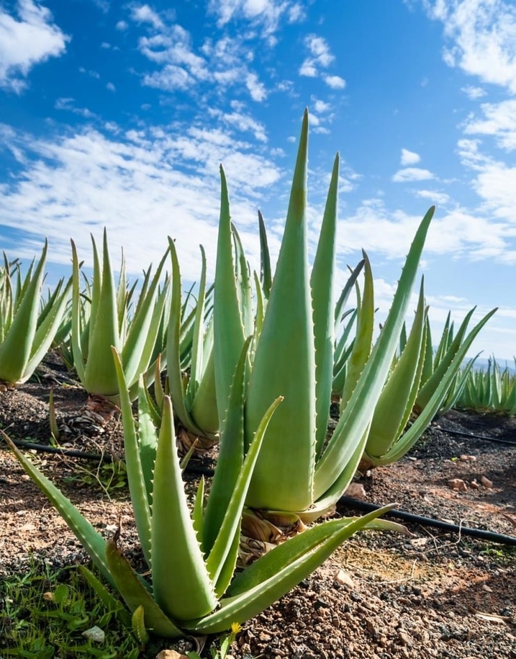 aloevera5